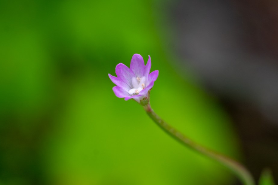 Fujifilm X-t1, Fujinon 55-200mm f3.5-4.8, 26mm extension&nbsp;tube.